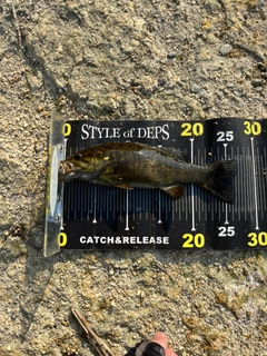 スモールマウスバスの釣果