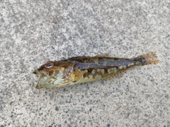 アナハゼの釣果
