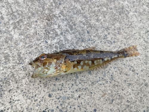 アナハゼの釣果
