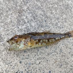 アナハゼ