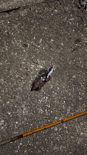 ヒイカの釣果