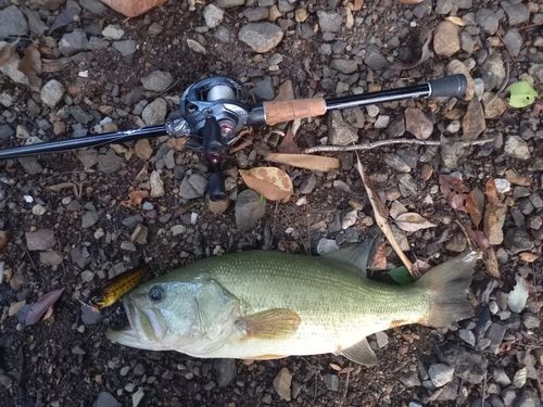 ブラックバスの釣果