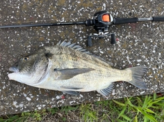 チヌの釣果