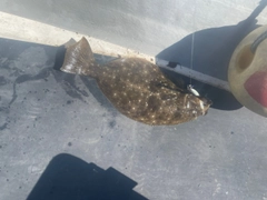 ヒラメの釣果