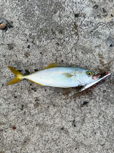 ツバスの釣果
