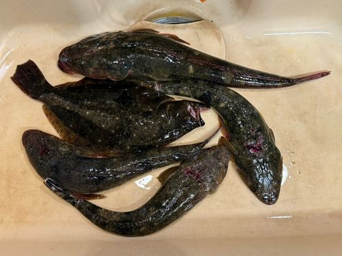 マゴチの釣果
