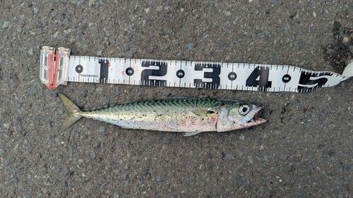 サバの釣果