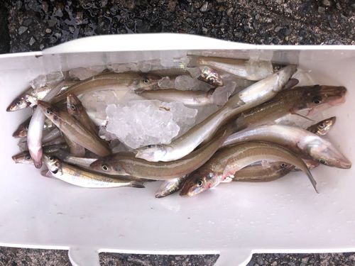 キスの釣果