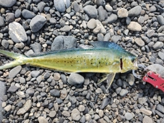 シイラの釣果