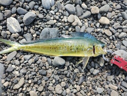 シイラの釣果