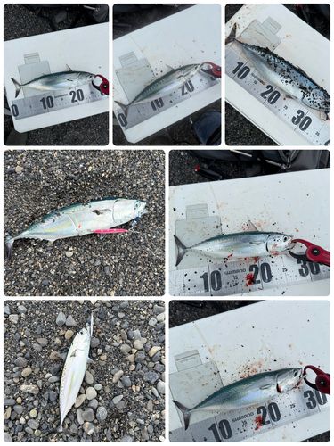 ソウダガツオの釣果