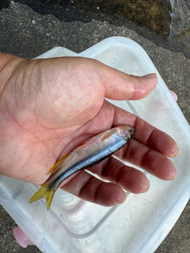カワムツの釣果