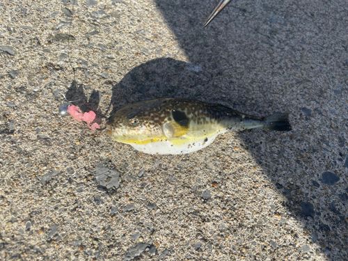 フグの釣果