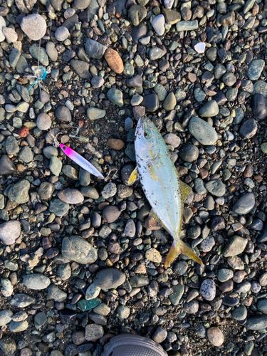 ワカシの釣果