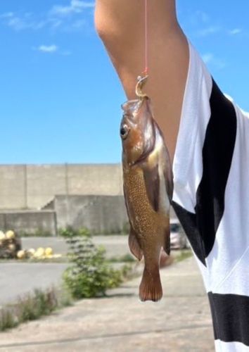 ガヤの釣果