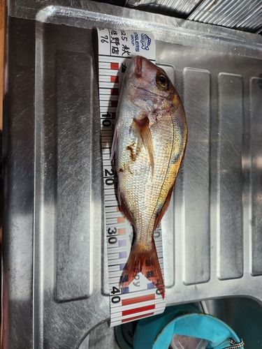 マダイの釣果