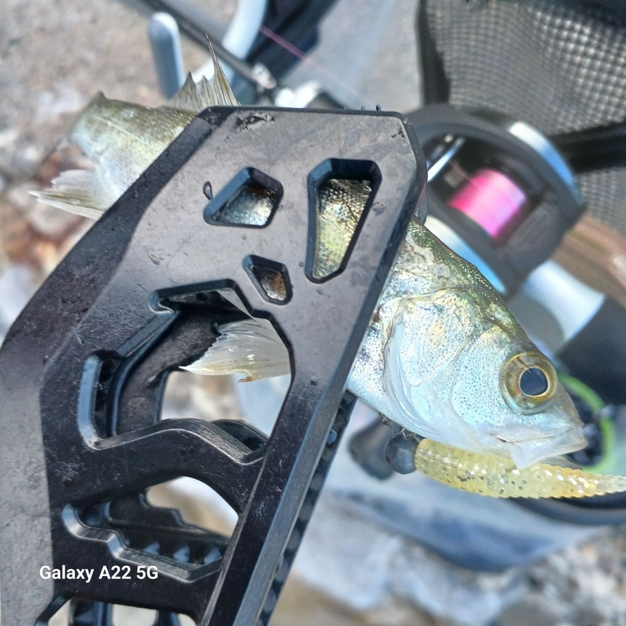 セイゴ（マルスズキ）