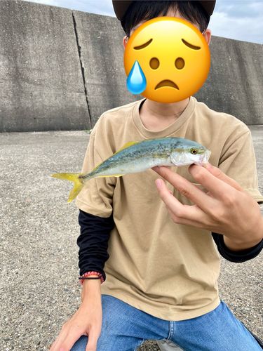 モジャコの釣果