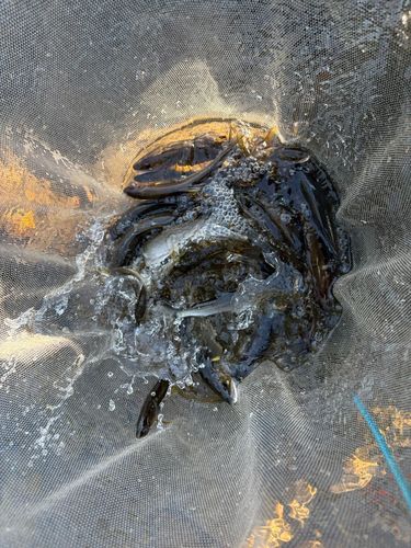 アユの釣果