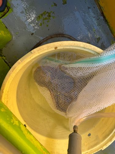 マダコの釣果