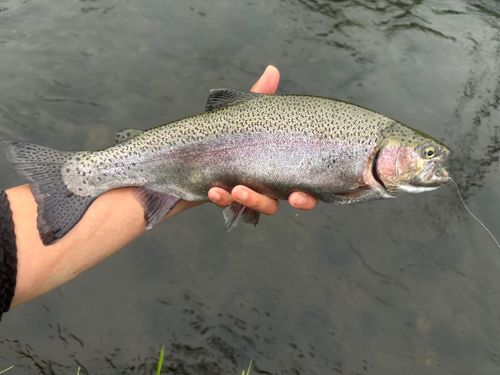 ニジマスの釣果