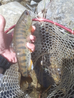 ヤマメの釣果