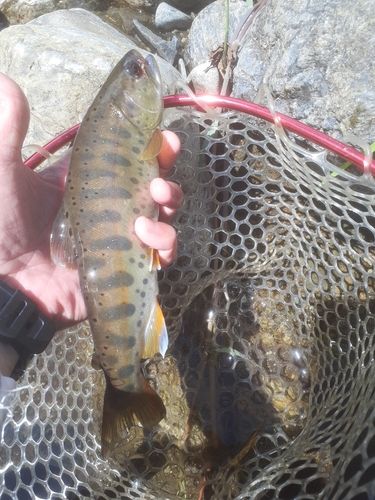 ヤマメの釣果