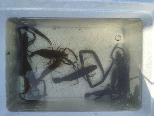 テナガエビの釣果