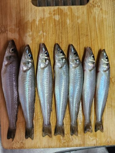 キスの釣果