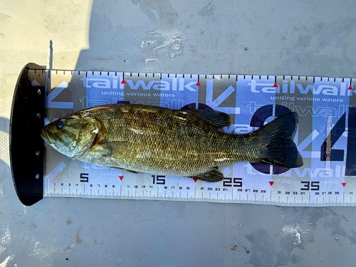 スモールマウスバスの釣果