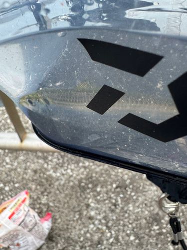 サッパの釣果
