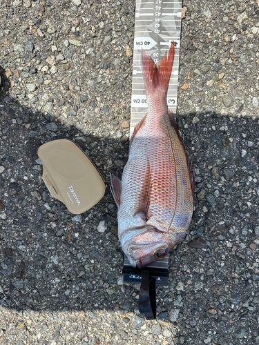 タイの釣果