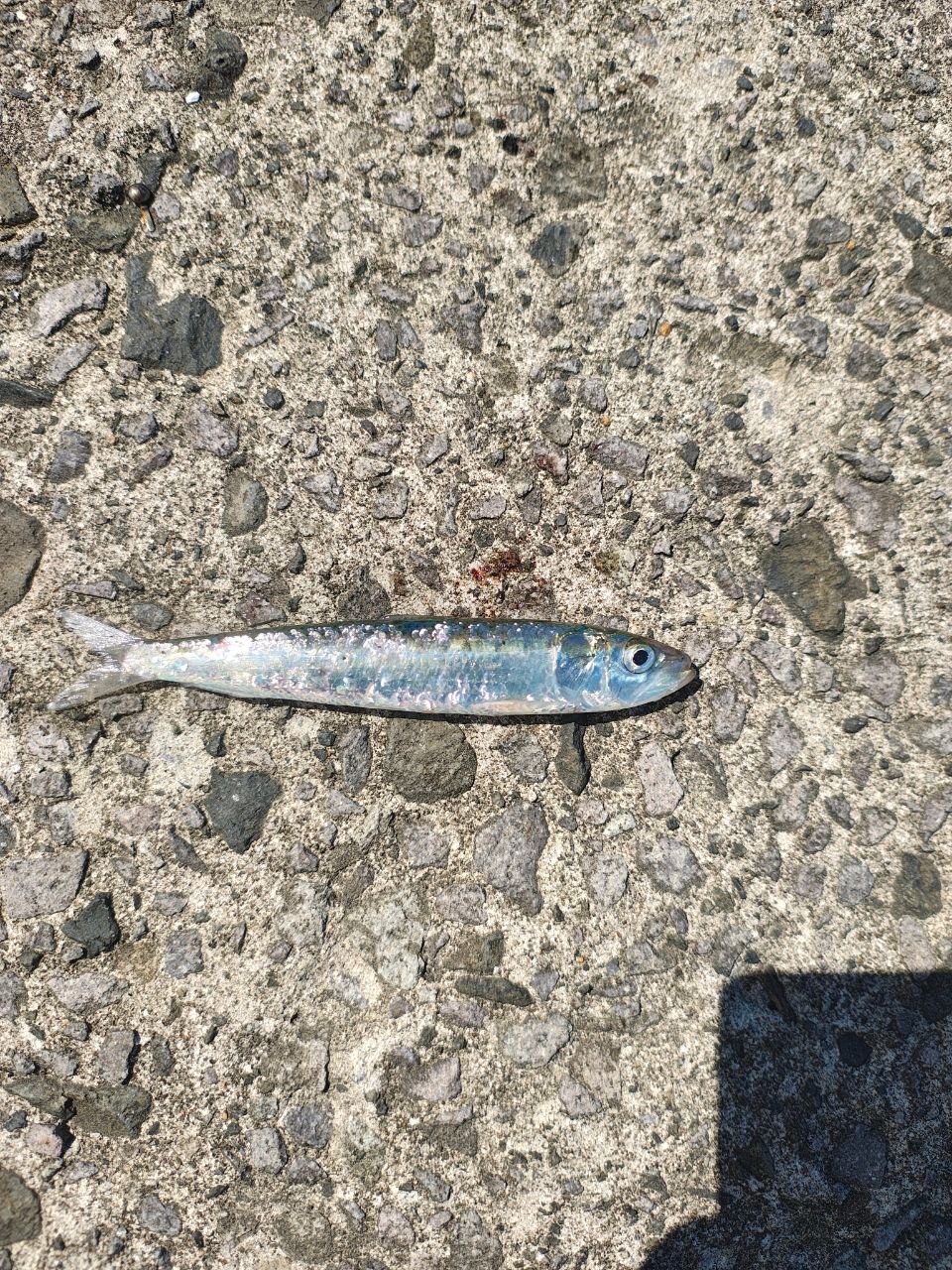 イワシ