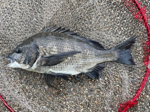 クロダイの釣果