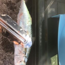 サバ