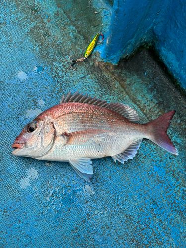 マハタの釣果