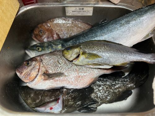 イサキの釣果