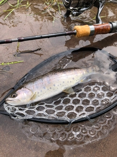 ヤマメの釣果