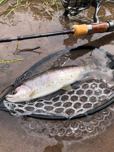 ヤマメの釣果