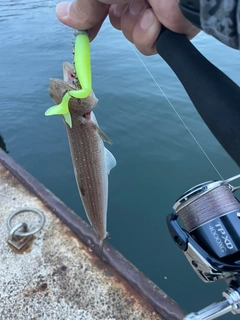 ソゲの釣果
