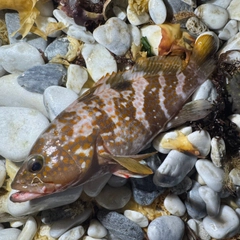 アコウの釣果