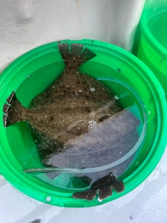 ヒラメの釣果