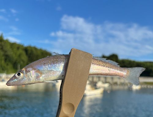 キスの釣果