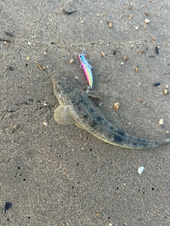マゴチの釣果