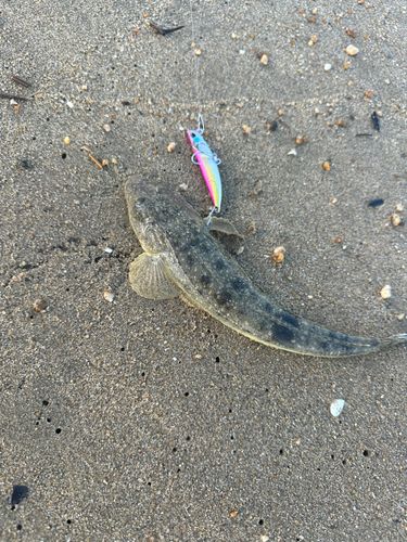 マゴチの釣果