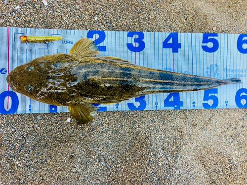マゴチの釣果