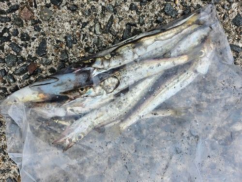 アカカマスの釣果