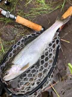 ニジマスの釣果