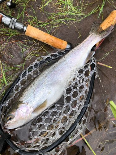 ニジマスの釣果