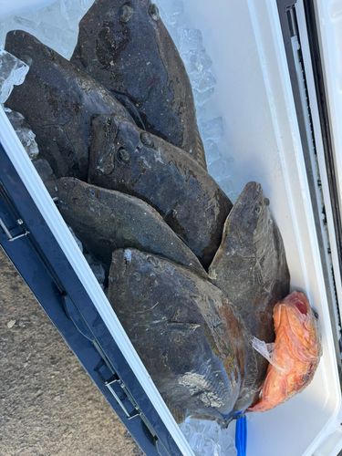 ヒラメの釣果